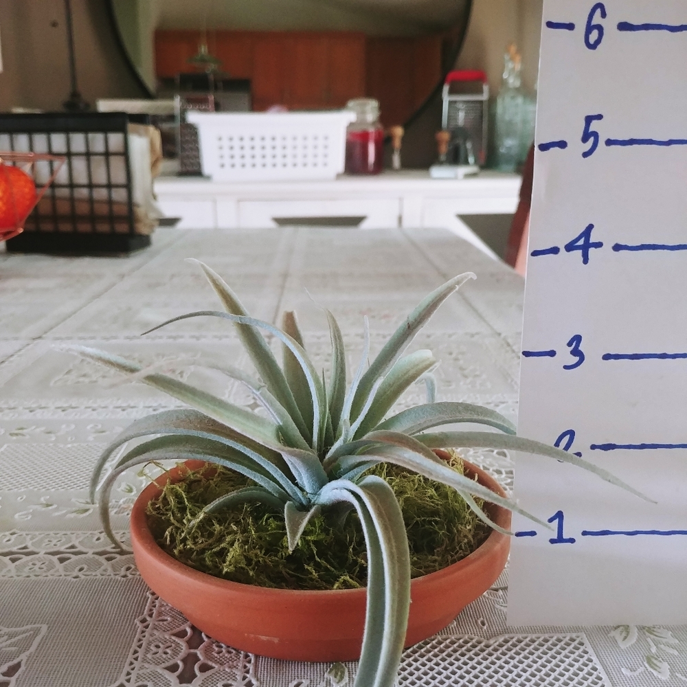 Small Terracotta Potted Moss Succulents - Picture 2 of 5